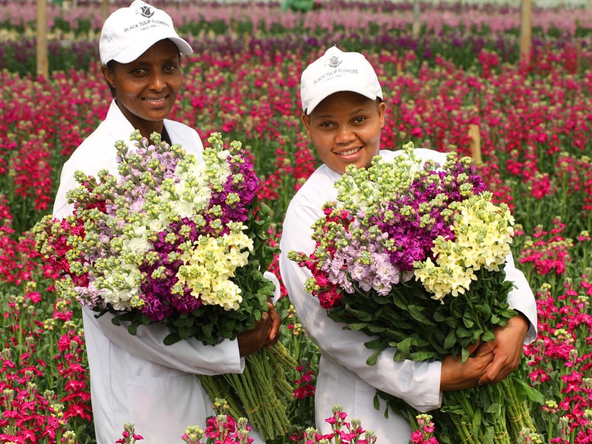 Ladies from Black Tulip Group takes a picture with bunches of Mathiolas grown at their farm Black Tulip Group