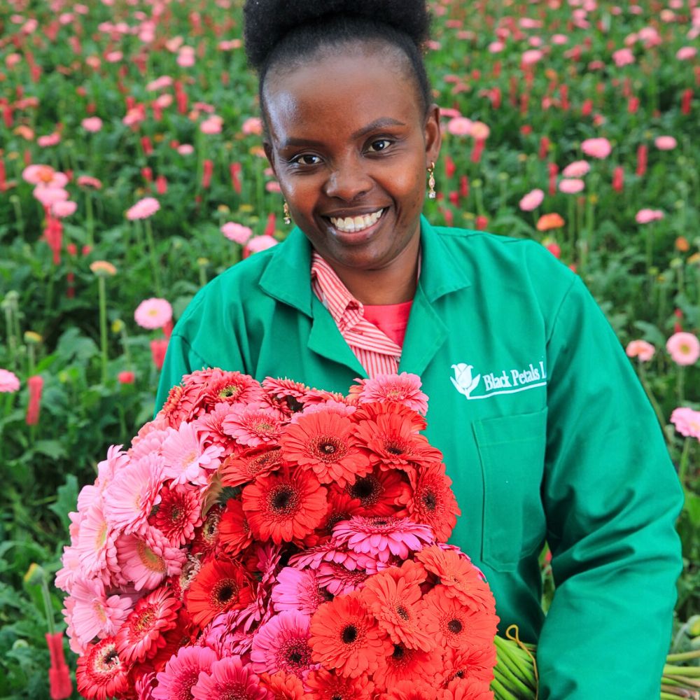 A lady holding a bunch of gerberas grown at Black Tulip Group Black Tulip Group