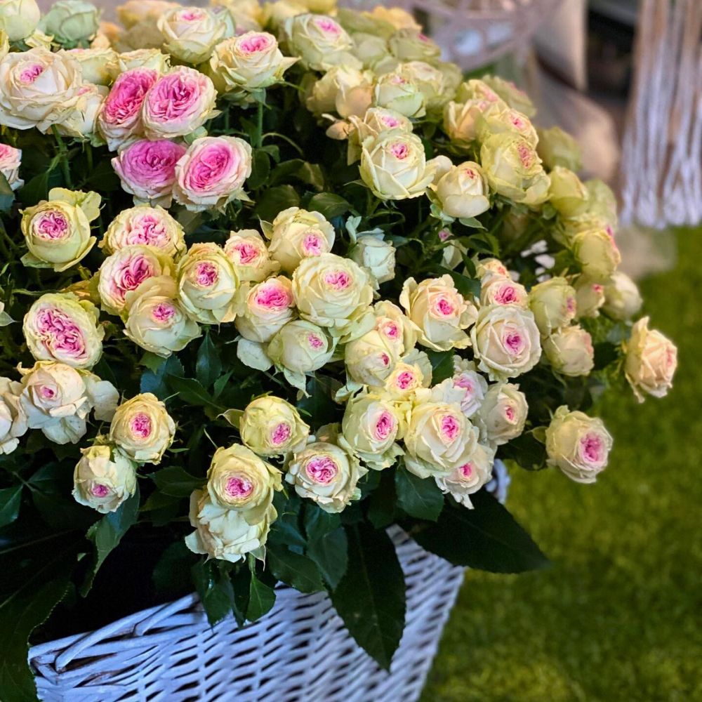 Spray Rose Gelato Sian Showcases Its Quality Flower Varieties and Expertise at the 2025 IFTF