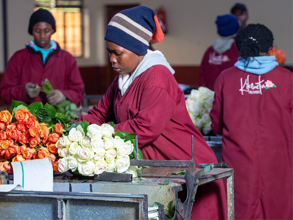 Grading of Roses at Kikwetu Flowers Kikwetu Flowers