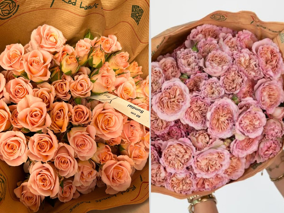 Biodegradable sleeve packaging by Red Lands Roses Red Lands Roses