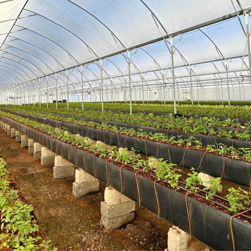 Biodegradable sleeve packaging by Red Lands Roses Red Lands Roses