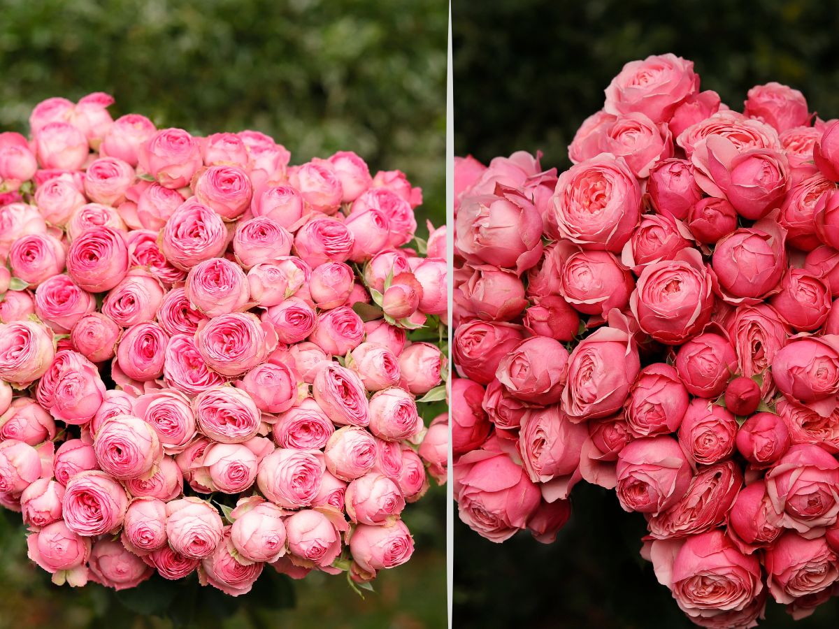 Spray roses Giselle and Silva Pink grown at Flora Ola Ltd Flora Ola