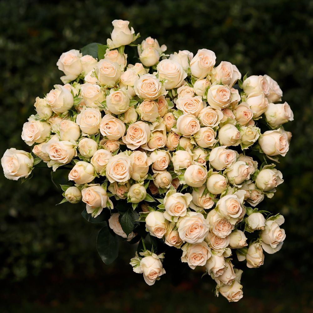 Spray Rose Sofie grown at Flora Ola Ltd Flora Ola