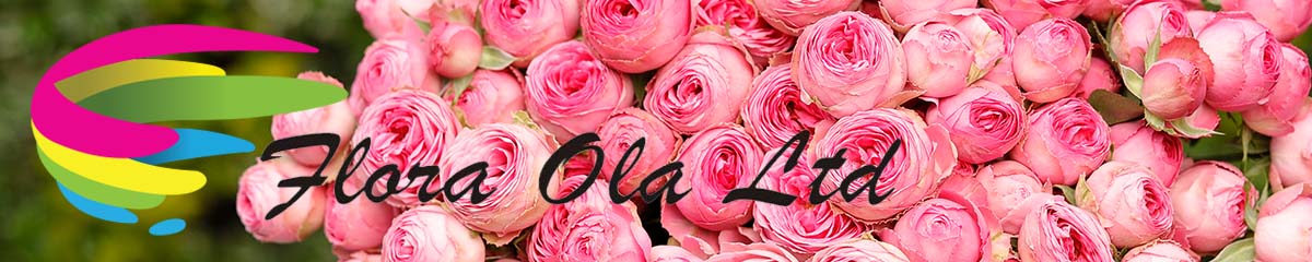 Banner FloraOla pink roses Banner FloraOla pink roses