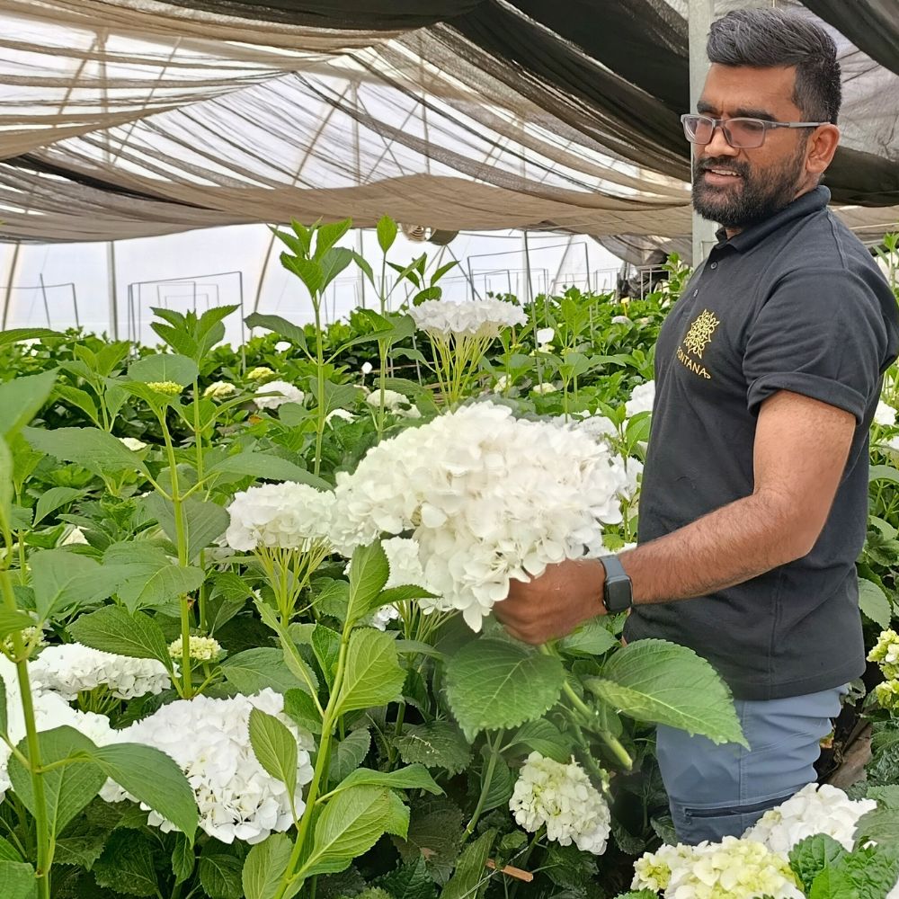 Hydrangea Fontana Brings Premium Flowers and Kenyan Floriculture Mastery to IFTF 2025