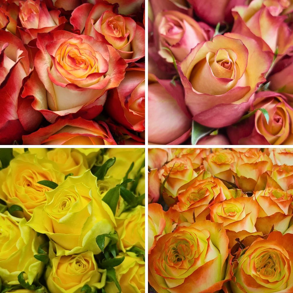 Assortment of Fontana's roses Fontana Brings Premium Flowers and Kenyan Floriculture Mastery to IFTF 2025