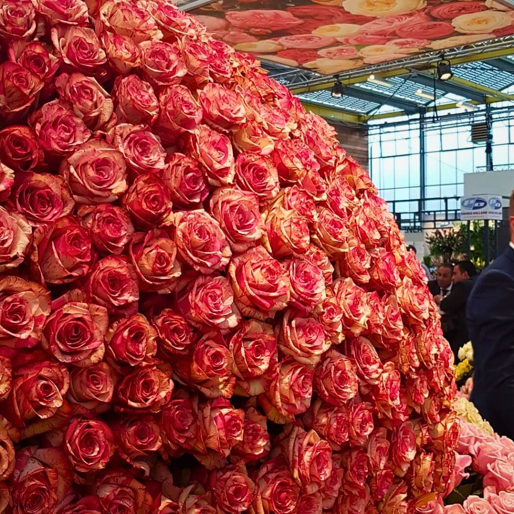 Roses from Fontana Fontana Brings Premium Flowers and Kenyan Floriculture Mastery to IFTF 2025