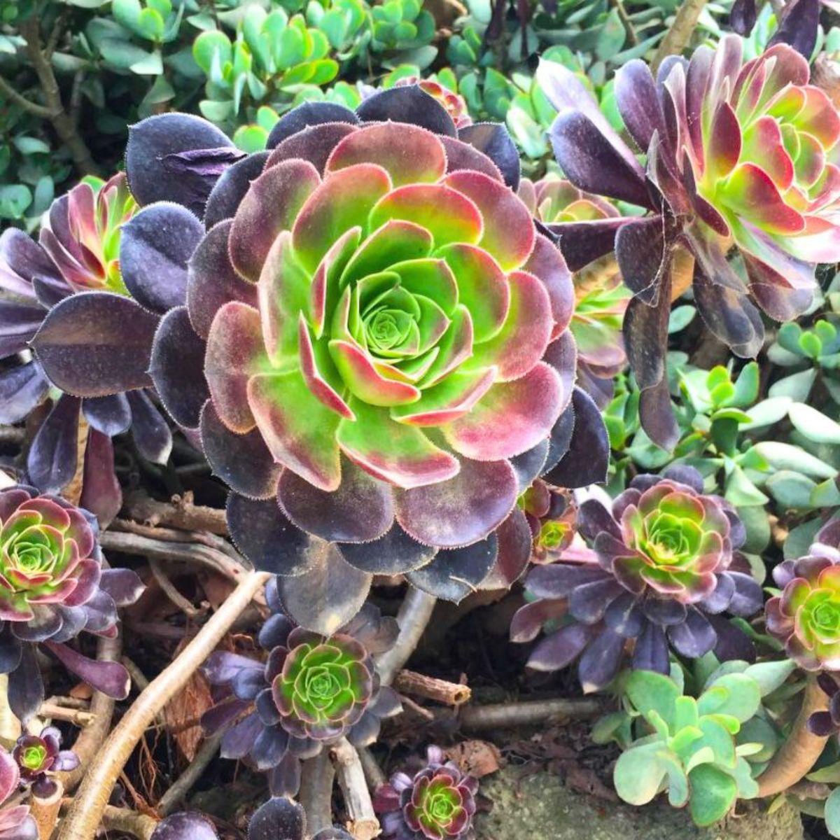 Dark colored rose succulent Dark colored rose succulent