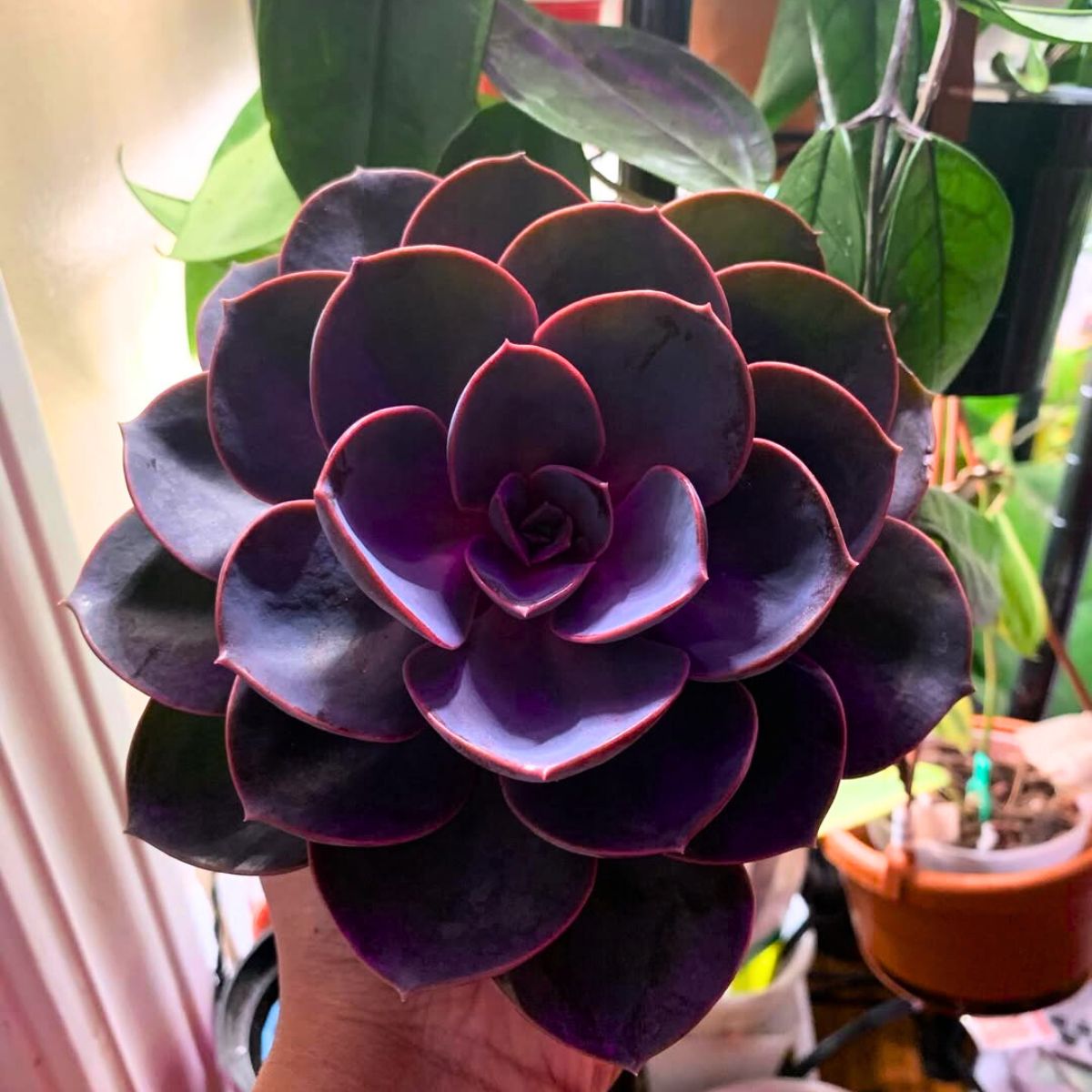 Dark red purple rose succulent plant Dark red purple rose succulent plant