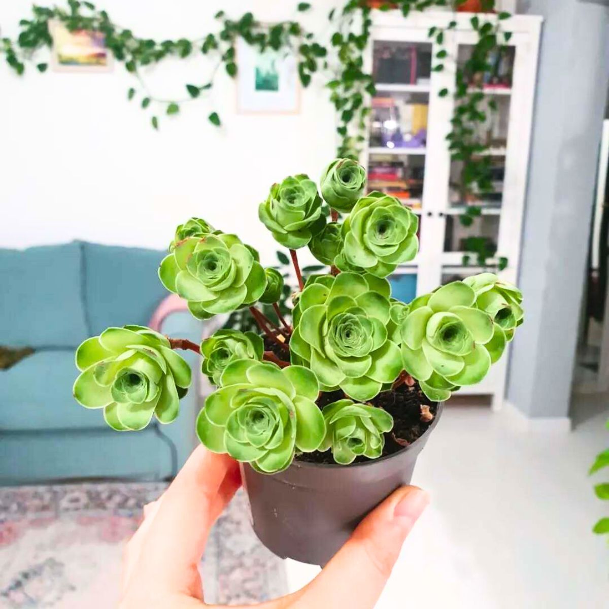 Green rose succulents growing in a pot Green rose succulents growing in a pot