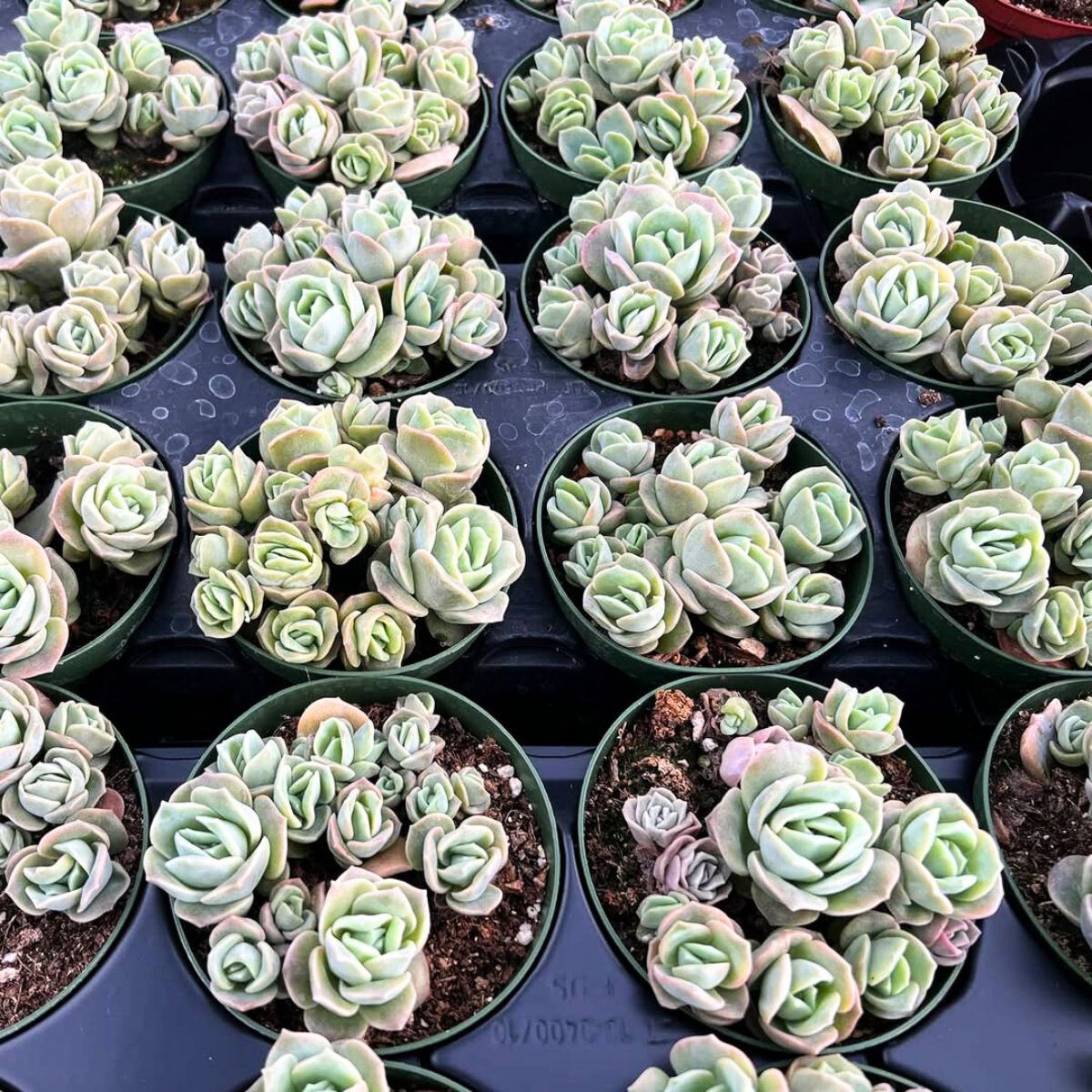 Propagation of rose succulents in pots Propagation of rose succulents in pots