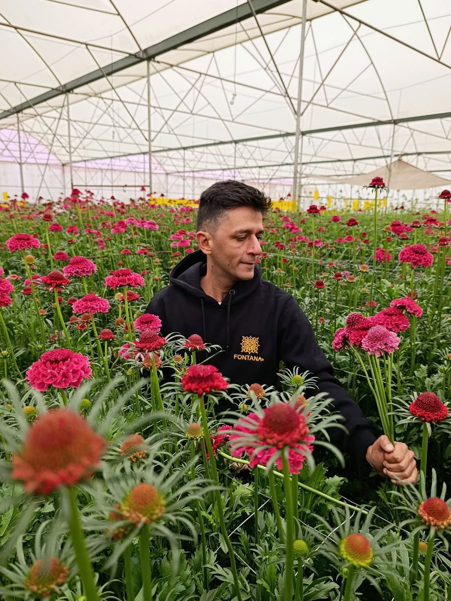 Scabiosa Fontana Brings Premium Flowers and Kenyan Floriculture Mastery to IFTF 2025