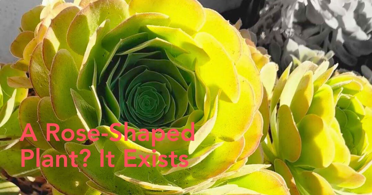 Rose Succulents