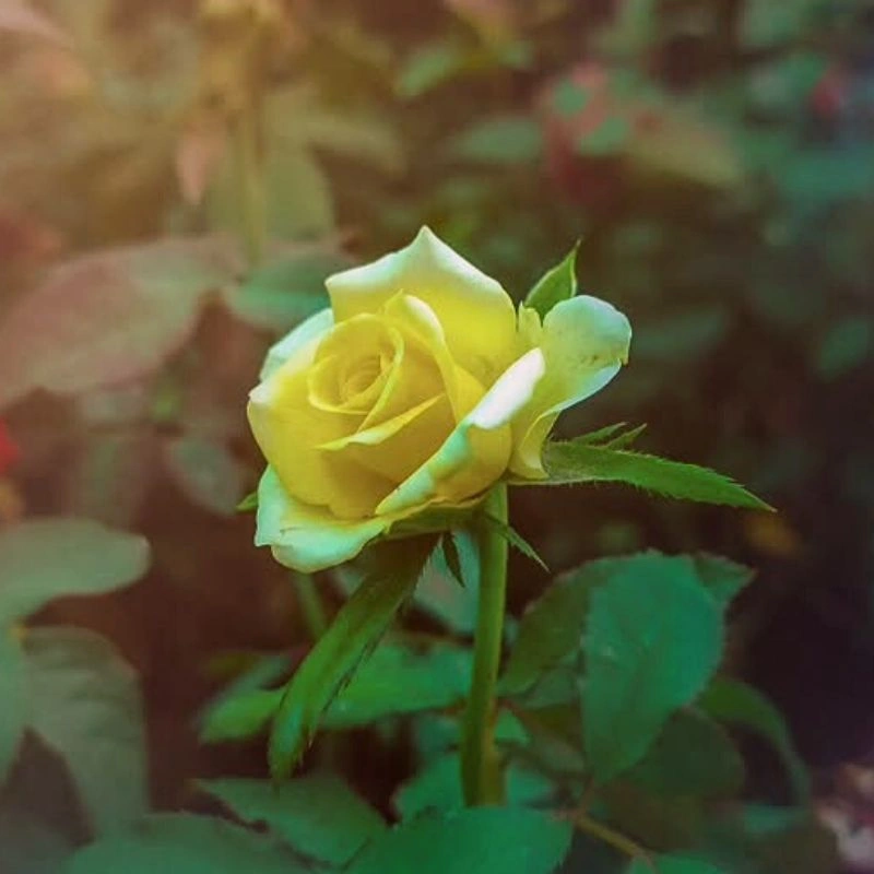 Decorate Wine Rack With Flowers Feature Image