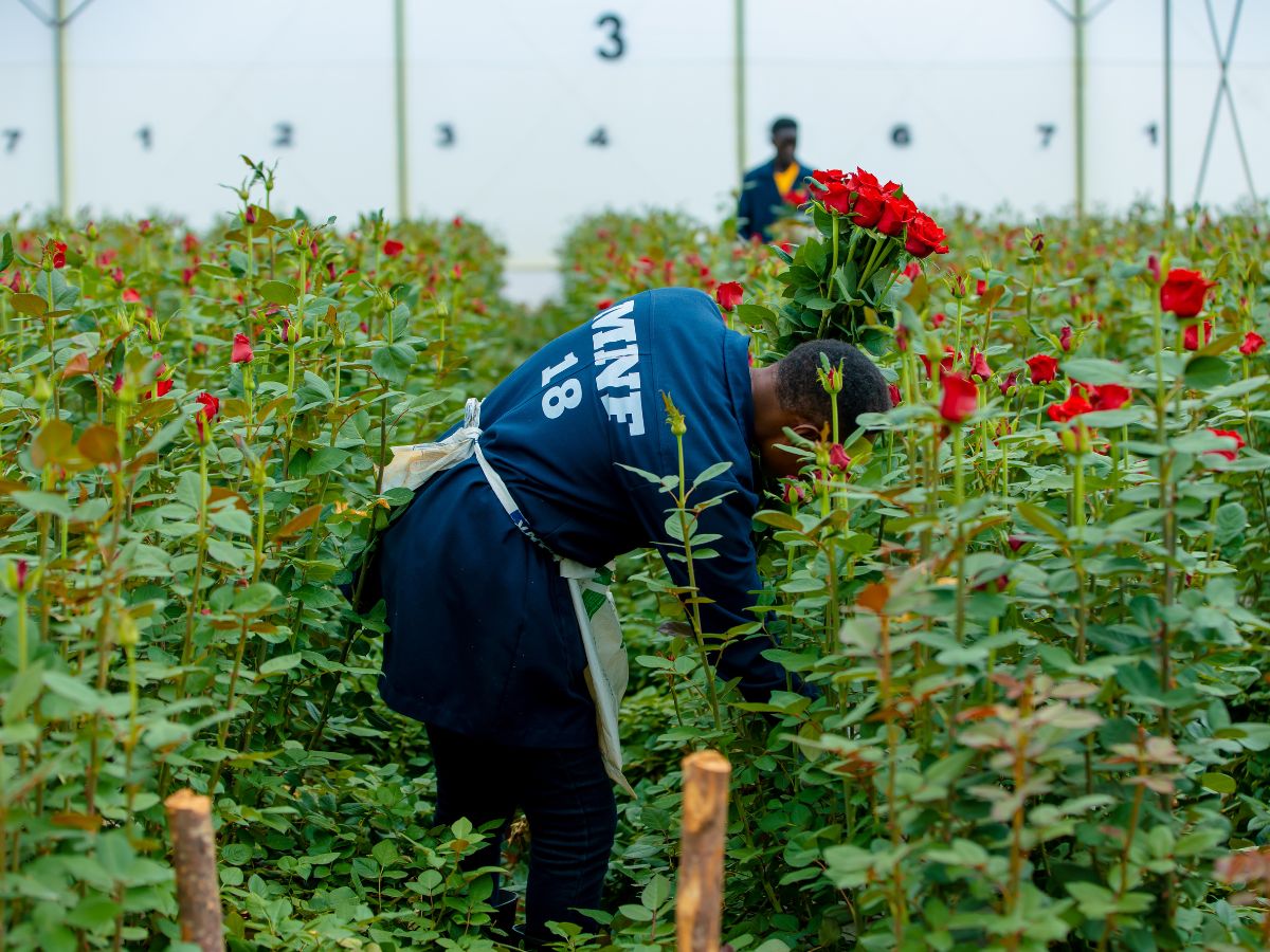 Harvesting of red roses at Mona Flowers Mona Flowers
