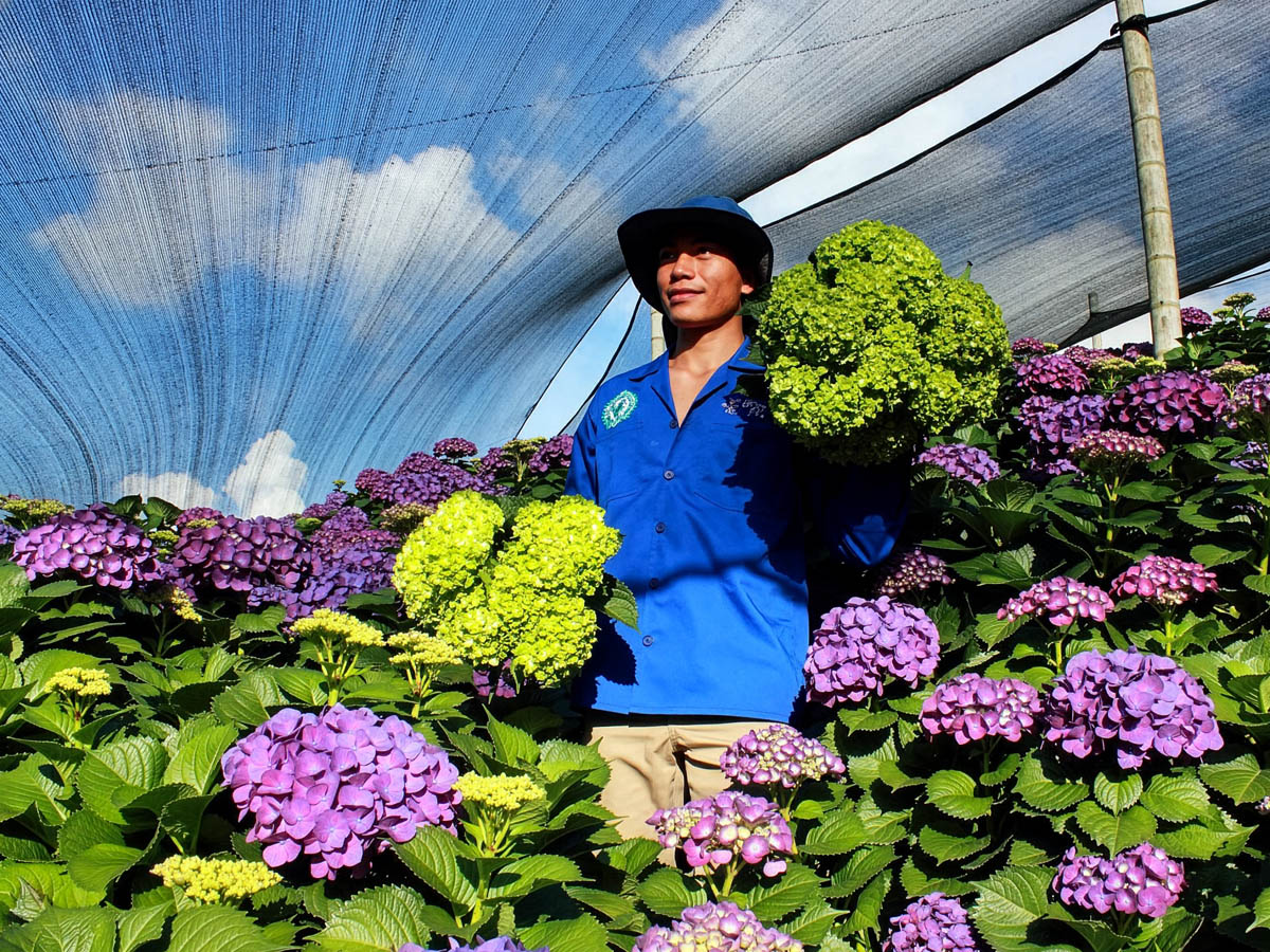 IPD Trip Colombia Hydrangeas