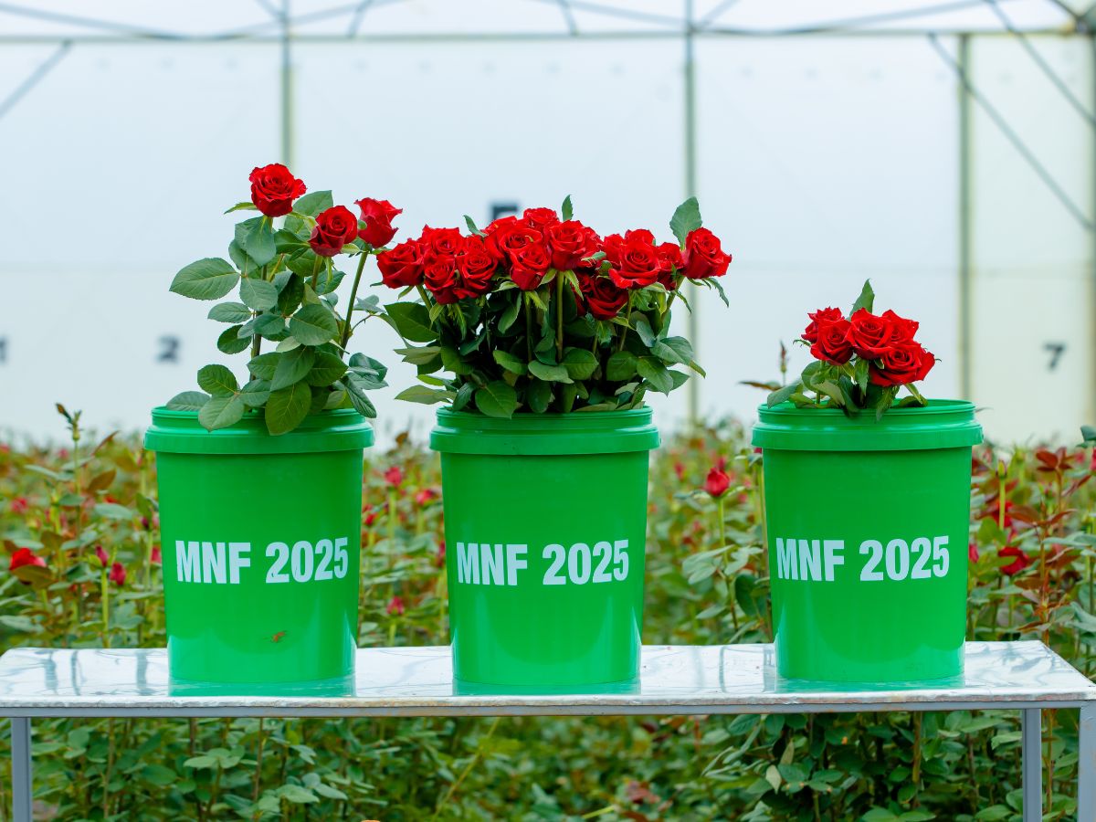 Precision in every harvest at Mona Flowers Mona Flowers