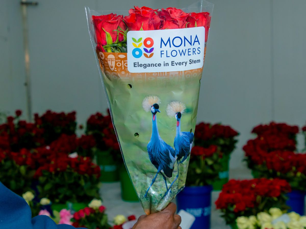 The sleeves of Mona Flowers Mona Flowers