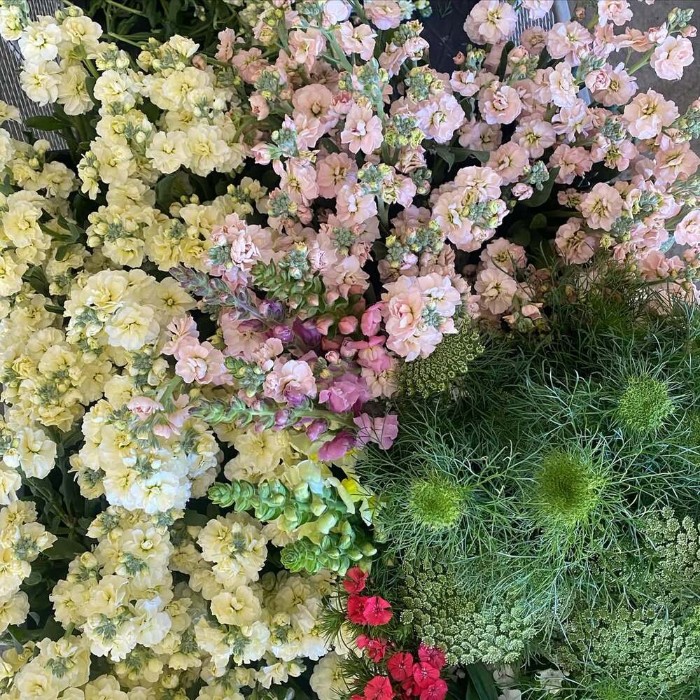 Stock, greenery, and filler flowers close-up Stock, greenery, and filler flowers close-up