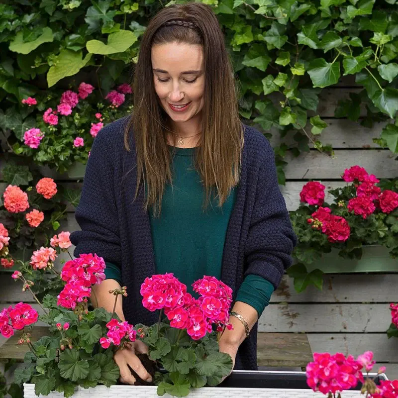 Scorpio Zodiac Flowers - Geranium and Hibiscus - Thursd Article
