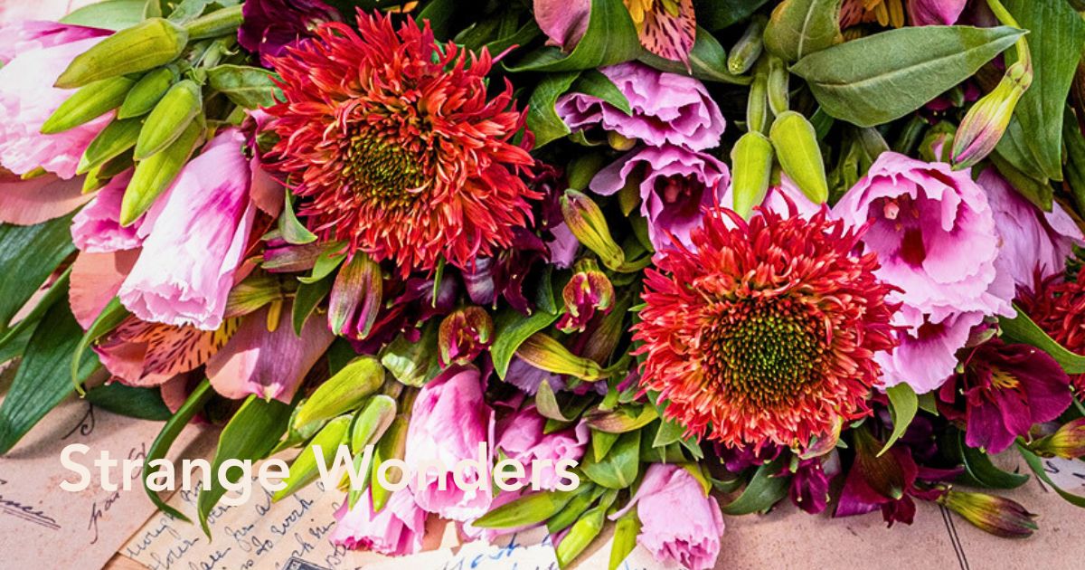 Echinacea Strange Wonders Ball Cut Flowers