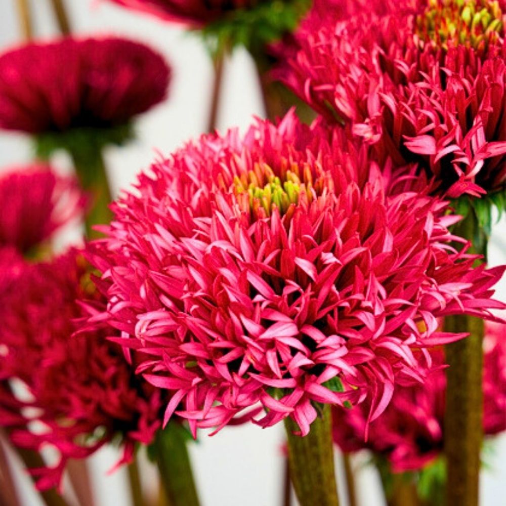 Echinacea Strange Wonders Close-up