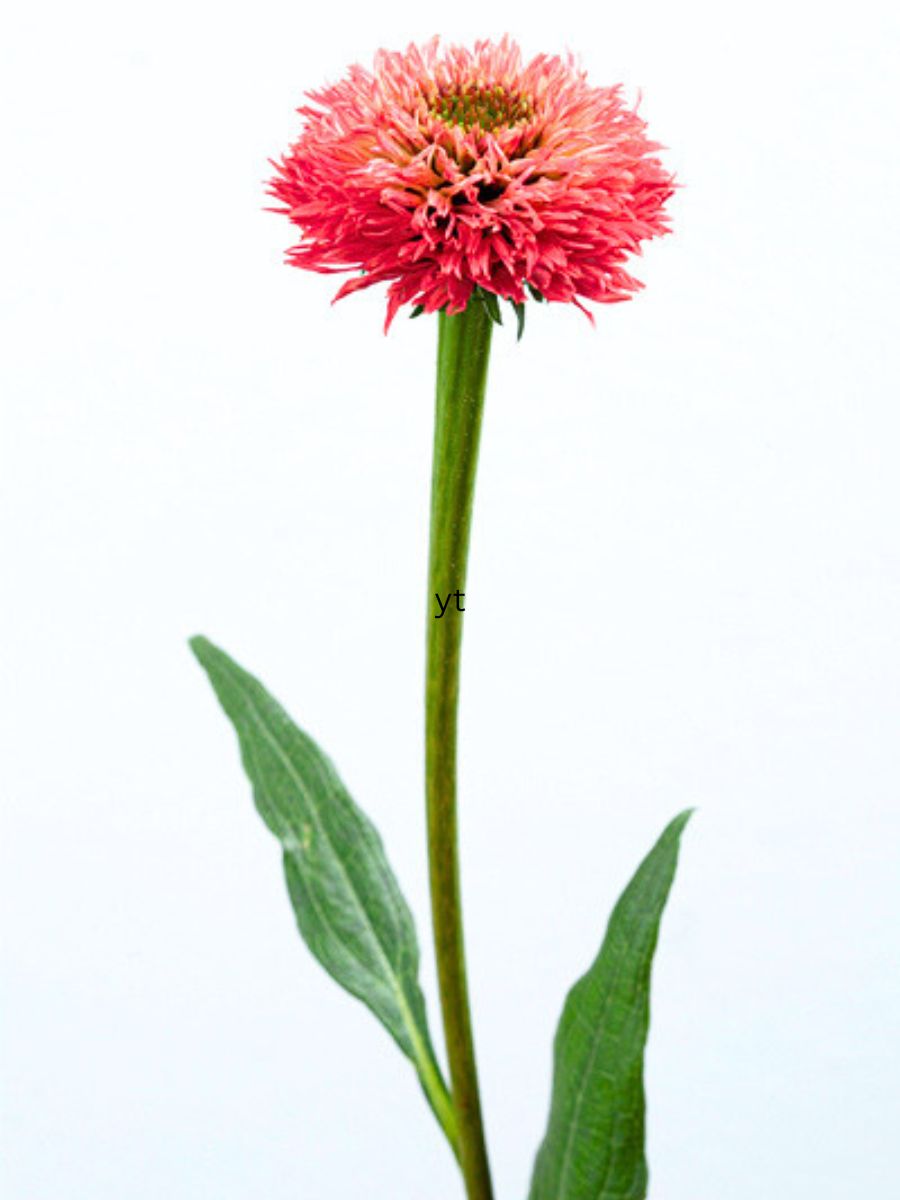 Echinacea Strange Wonders Close-up Single Stem Echinacea Strange Wonders Close-up Single Stem