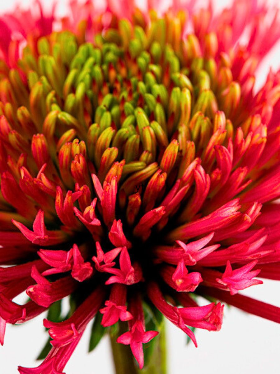Echinacea Strange Wonders Macro Image Echinacea Strange Wonders Macro Image