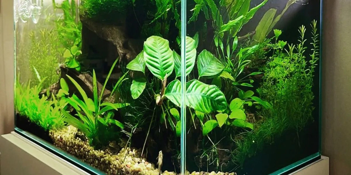 Aquarium Plants