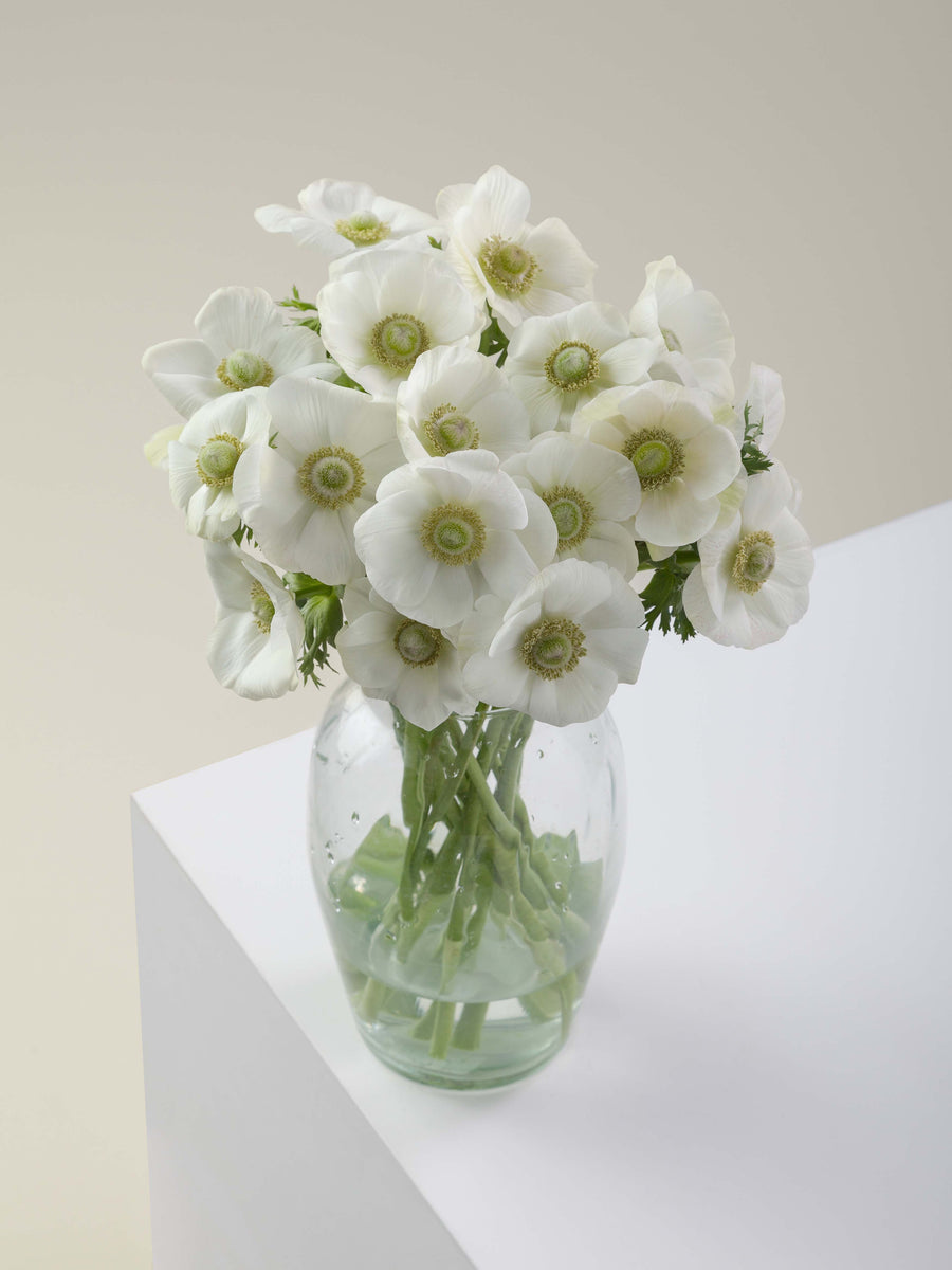 anemones mistral bianco by Floraprima