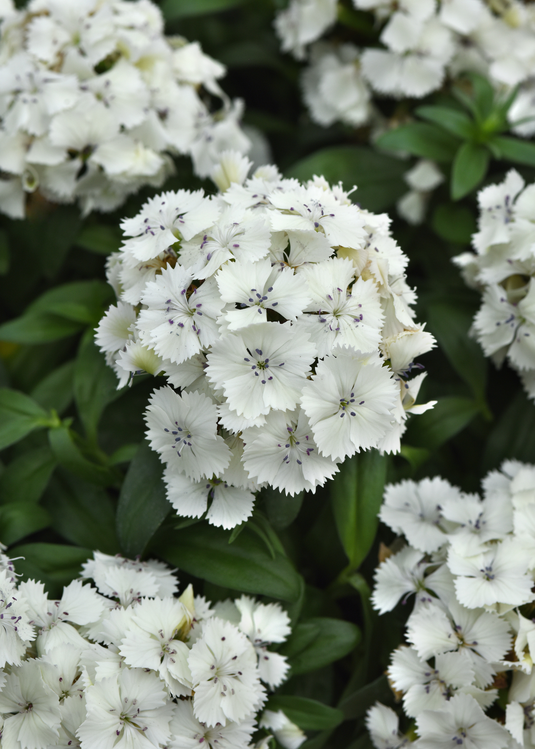 Dianthus Dart White by Ball SB