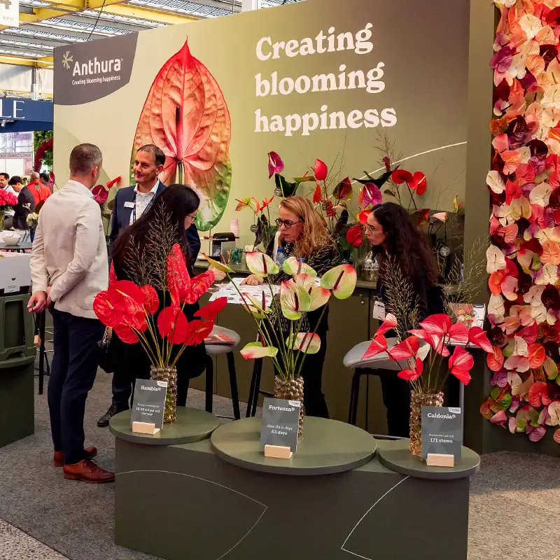 IFTF United Selections