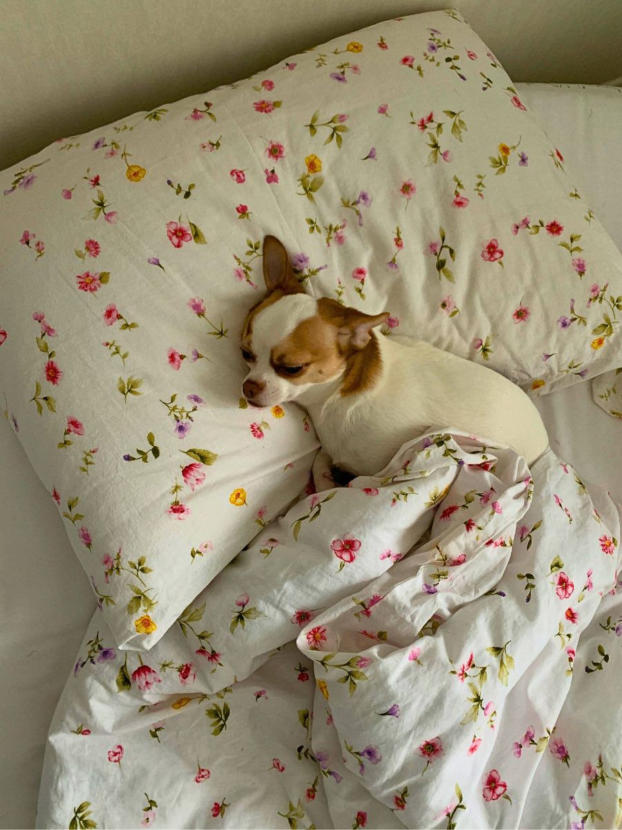 pet relaxing in the cozy bed with floral print on sheet and pillow