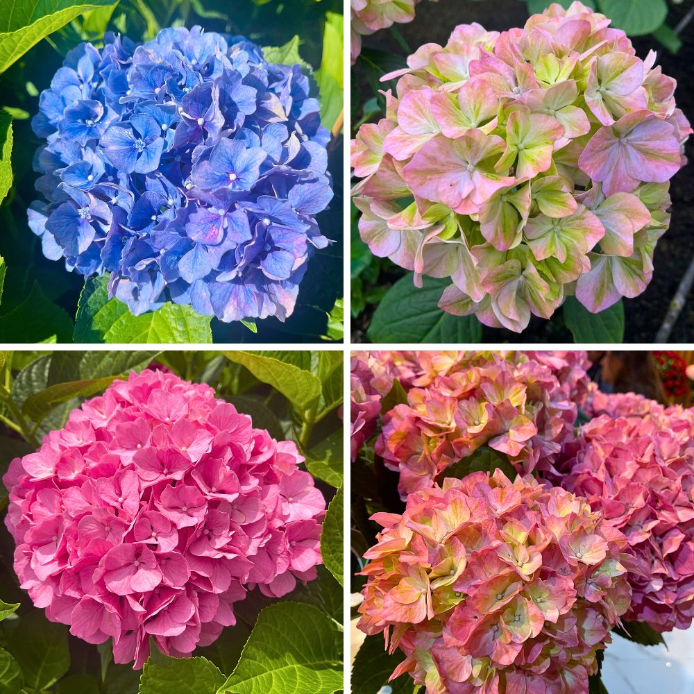 Breeders United Selections, Könst Alstroemeria, and Icon Selections partner to bring you the most diverse floral showcase at the IFTF 2025.