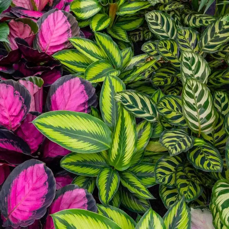 Calathea by Air So Pure