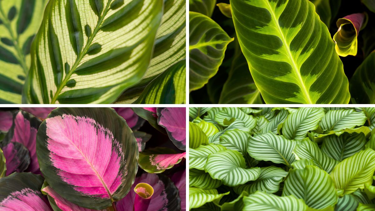 Calathea plants by Air So Pure