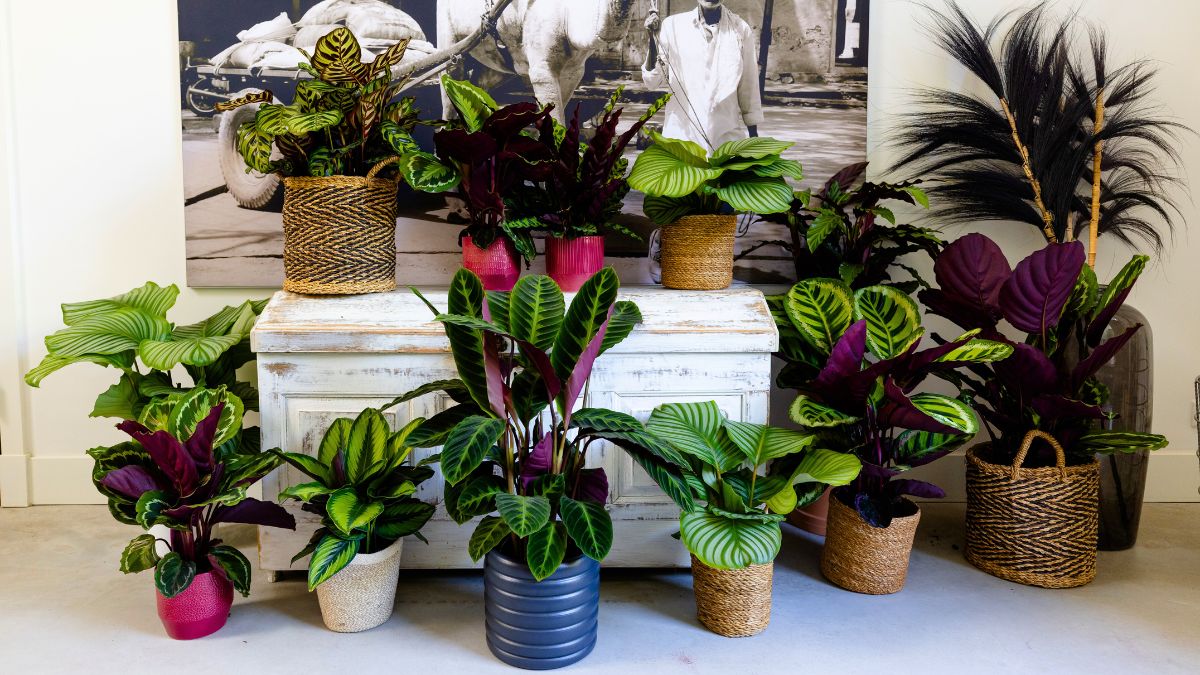 Calathea plants by Air So Pure
