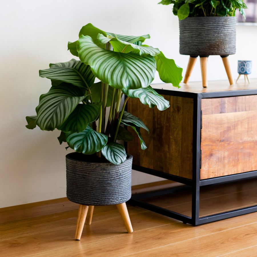 Calathea Orbifolia by Air So Pure