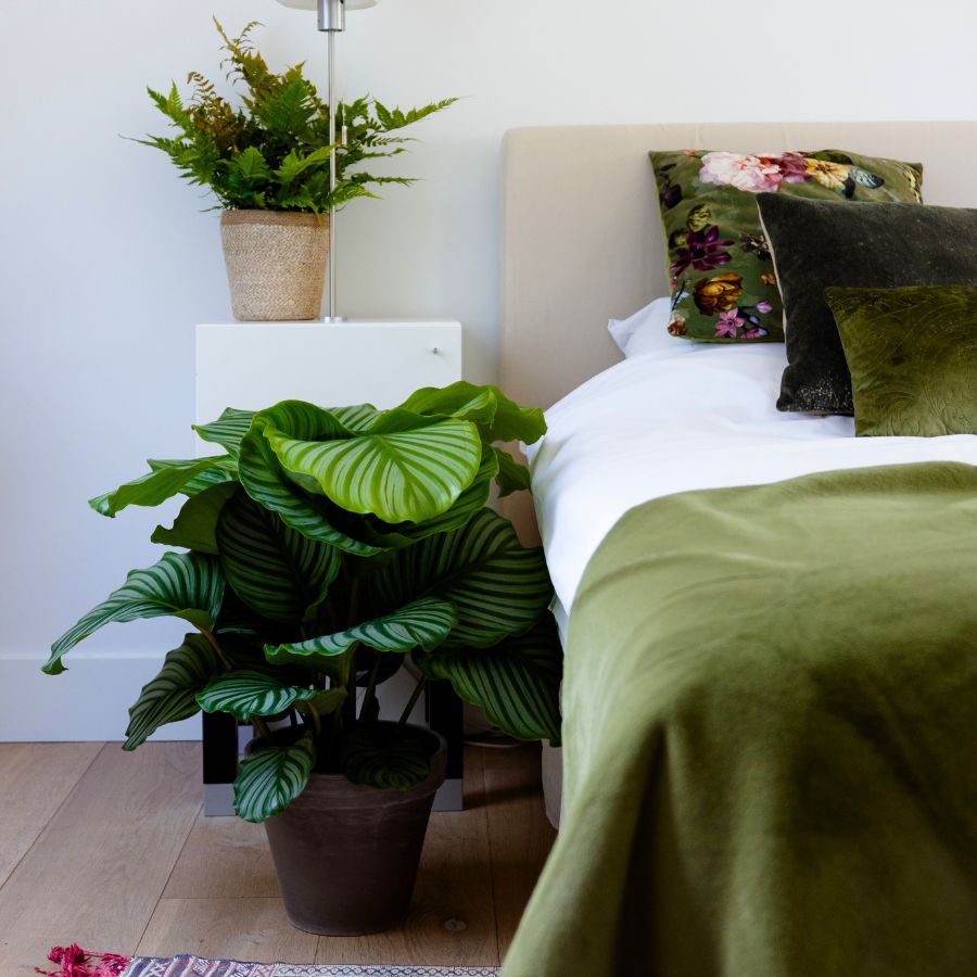 Calathea by Air So Pure square