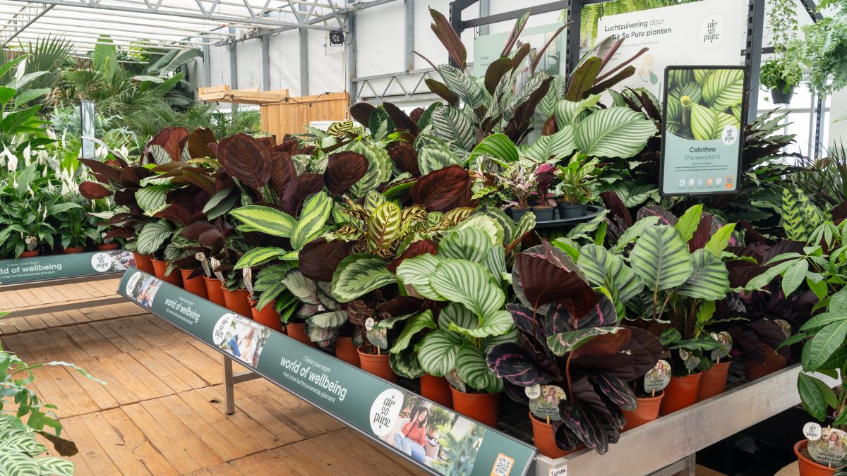 Calathea display by Air So Pure