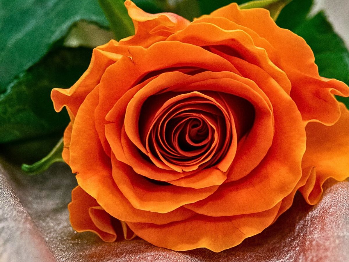 Rosa Plaza Unveils the Vibrant Orange Rose on Fire From Interplant Roses