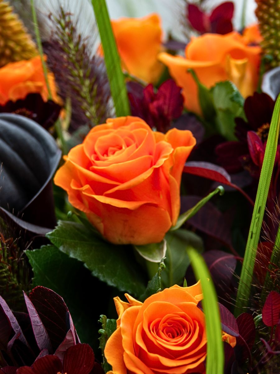 Rosa Plaza Unveils the Vibrant Orange Rose on Fire From Interplant Roses