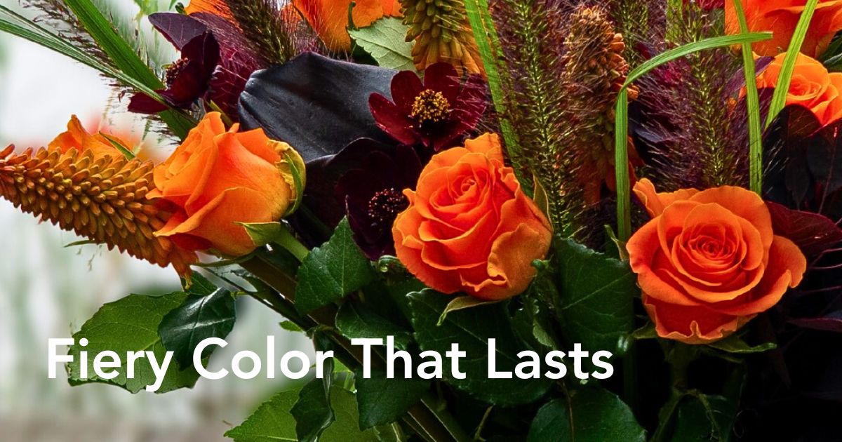 Rosa Plaza Unveils the Vibrant Orange Rose on Fire From Interplant Roses -  Thursd Article