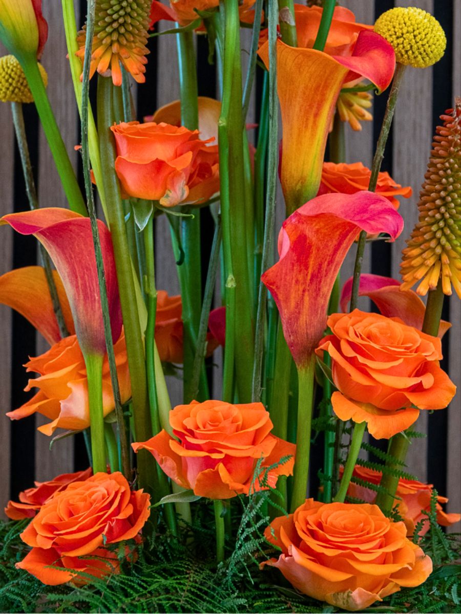 Rosa Plaza Unveils the Vibrant Orange Rose on Fire From Interplant Roses -  Thursd Article