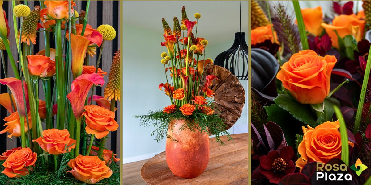 Rose On Fire Rosa Plaza Unveils the Vibrant Orange Rose on Fire From Interplant Roses -  Thursd Article