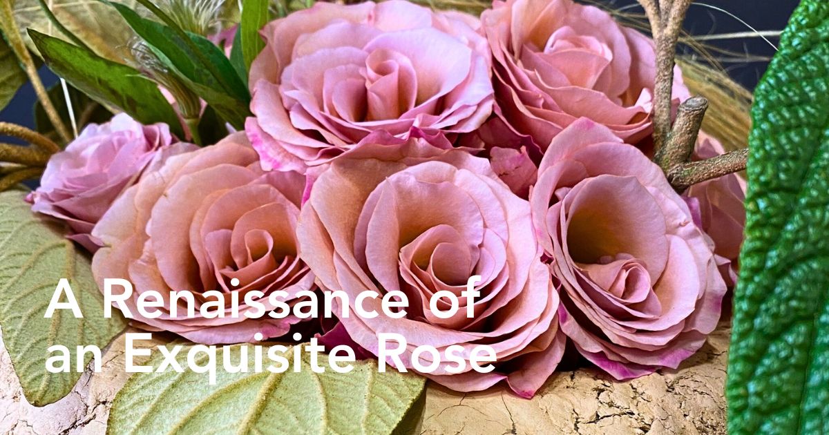 Rose Moccachino from Fontana Flowers bred by De Ruiter