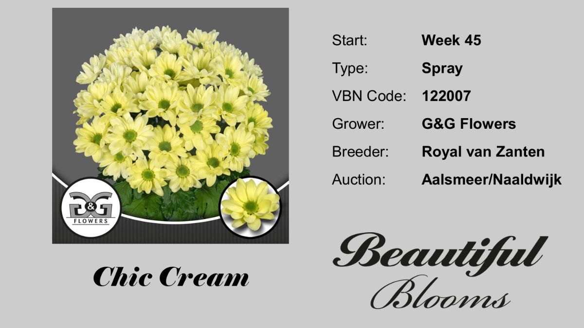 Chrysanthemum Chic Cream by GG Flowers Chrysanthemum Chic Cream by GG Flowers