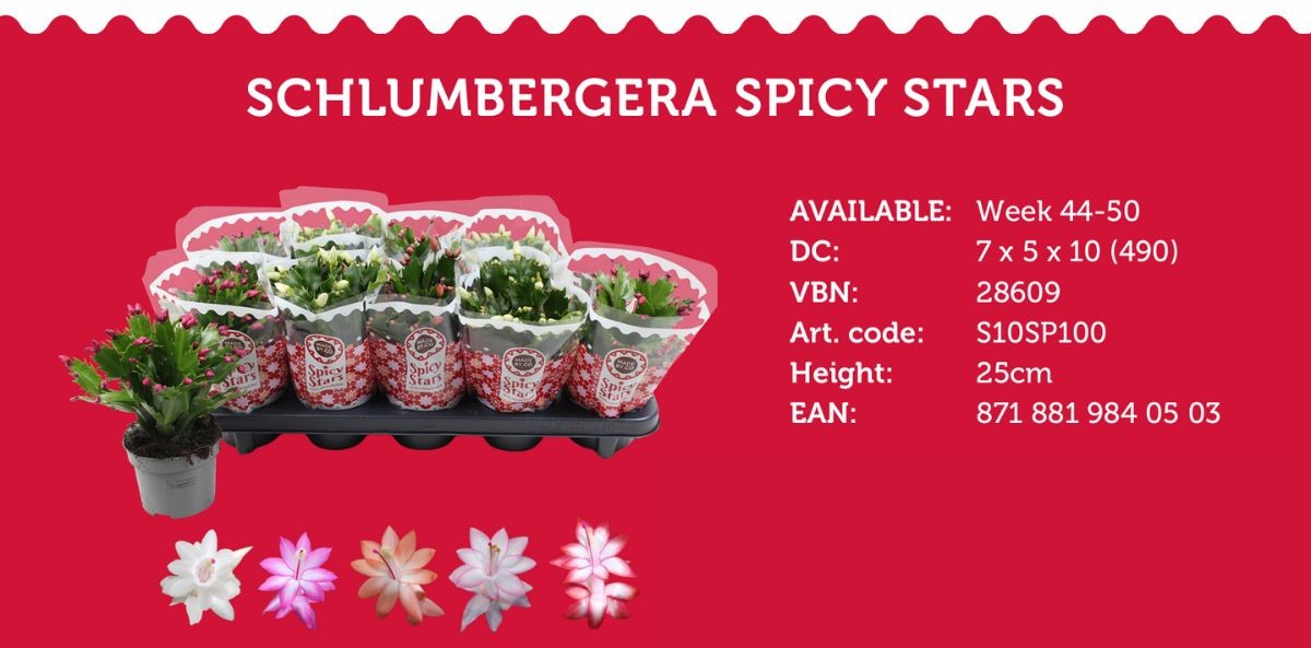 Schlumbergera Spicy Stars by SV.CO Schlumbergera Spicy Stars by SV.CO