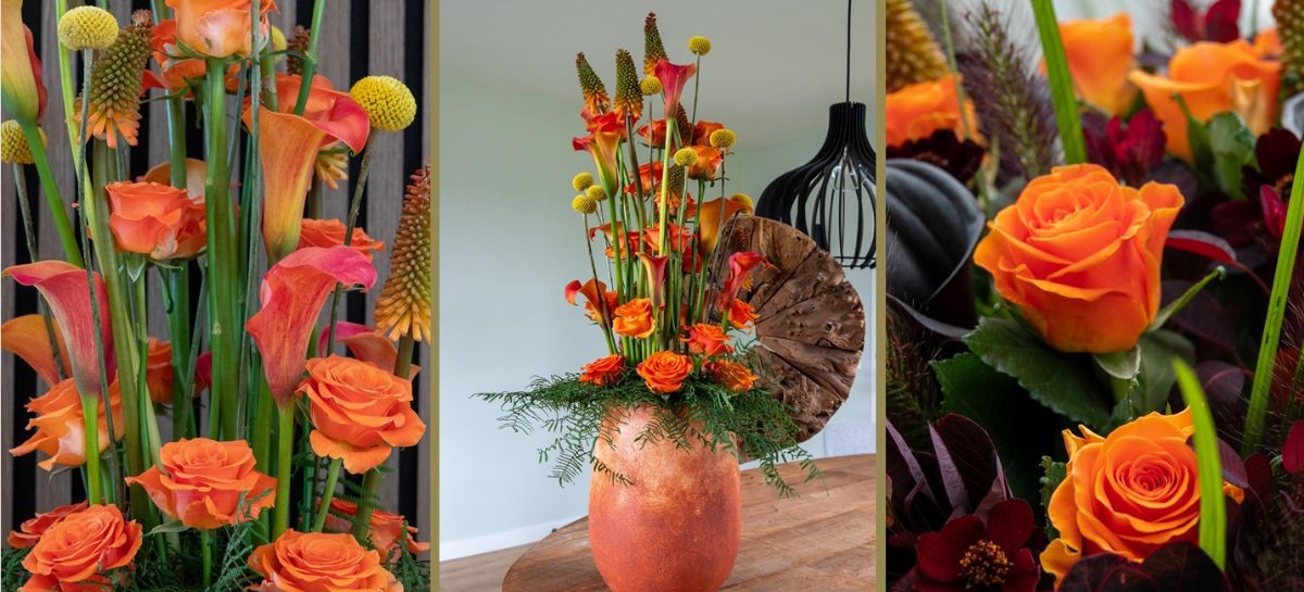 Rose On Fire by Rosa Plaza Rose On Fire by Rosa Plaza